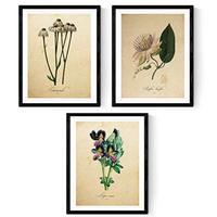 POSTER Set Mit 3 Botanik Natur A4 Rahmenlos - Klar, Papier (29.7/5/21cm) - Nacnic
