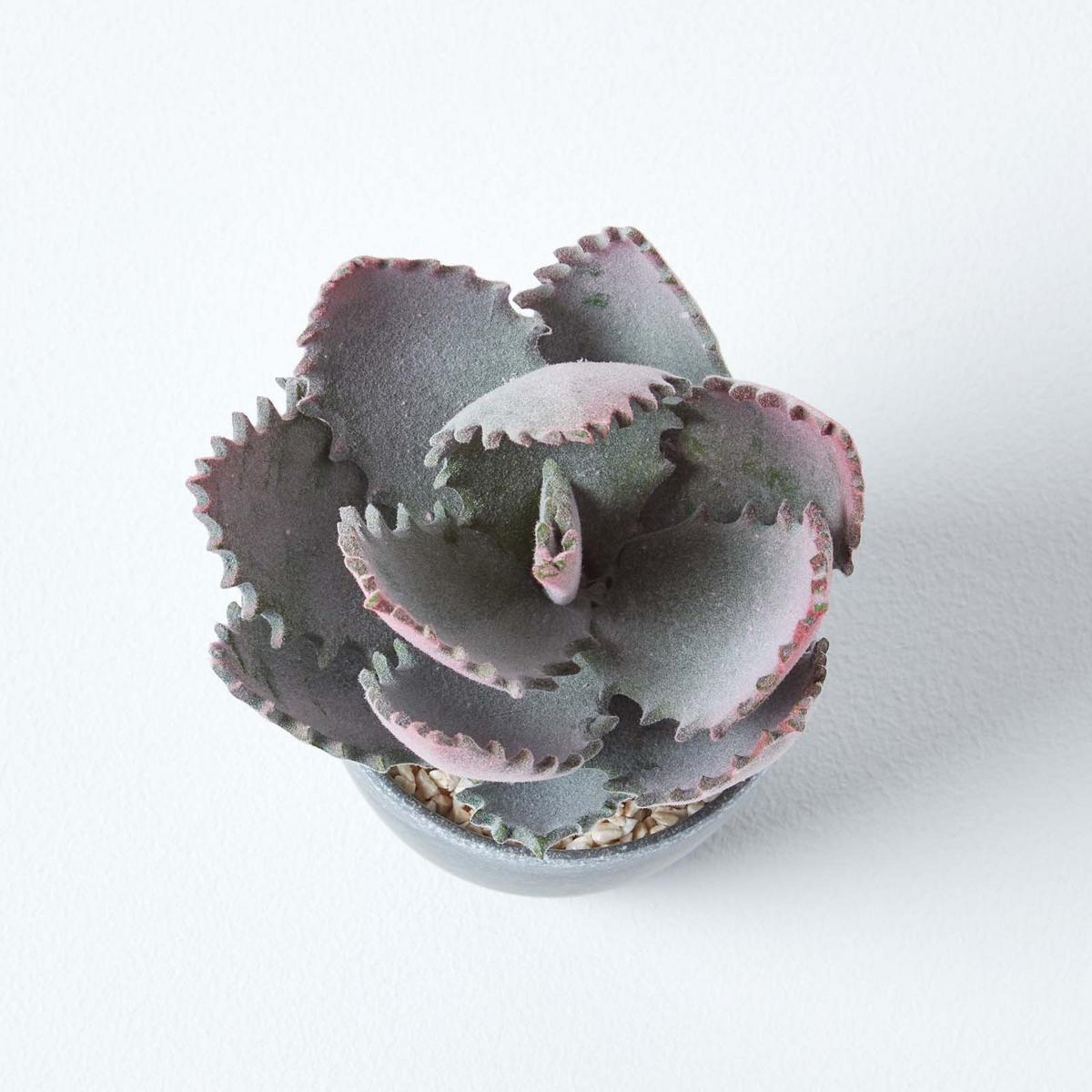 KUNSTPFLANZE Aloe vera im Deko-Topf, 21 cm - Grün, Kunststoff (21cm) - Homescapes