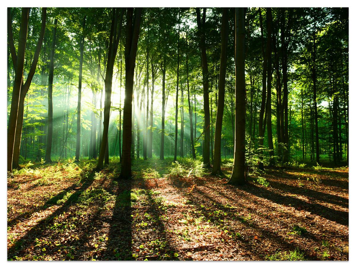 FOTOTAPETE für Wohnzimmer Sonnenstrahlen Wald Bäume Blätter 500x350 - Beige/Braun, Papier (500/350cm) - Muralo