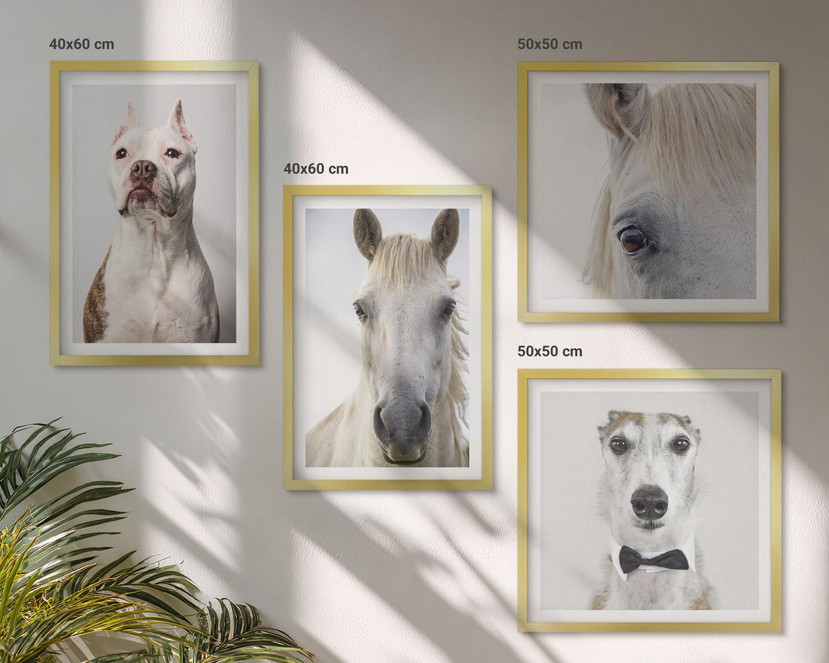 BILDER SET 4er Set - 50x50 cm & 40x60 cm Goldrahmen - Elegante Porträts von Hunden und Pferden - Goldfarben, Kunststoff (50/50cm) - TULUP