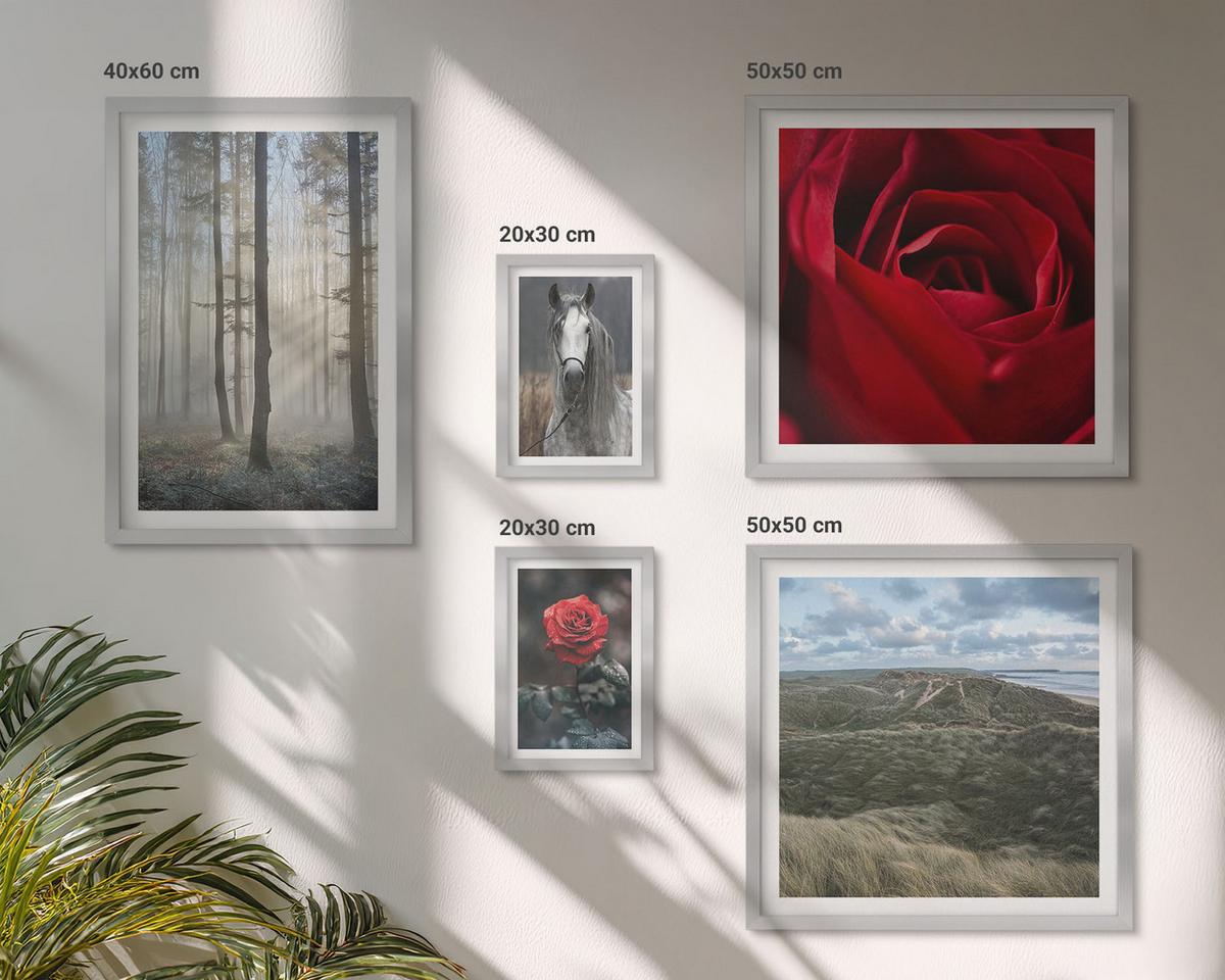 BILDER SET 5er Set - 50x50 cm & 20x30 cm & 40x60 cm Silberner Rahmen - Rote Rosen auf pferdegrauem Hintergrund - Silberfarben, Kunststoff (40/60cm) - TULUP