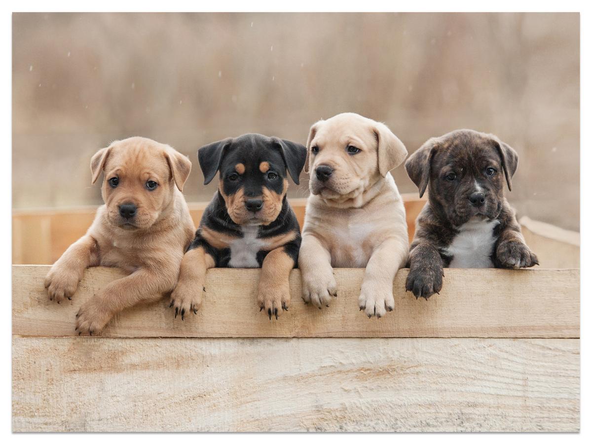 FOTOTAPETE für Kinderzimmer Süße Hunde Tiere 350x256 - Beige/Schwarz, Papier (350/256cm) - Muralo