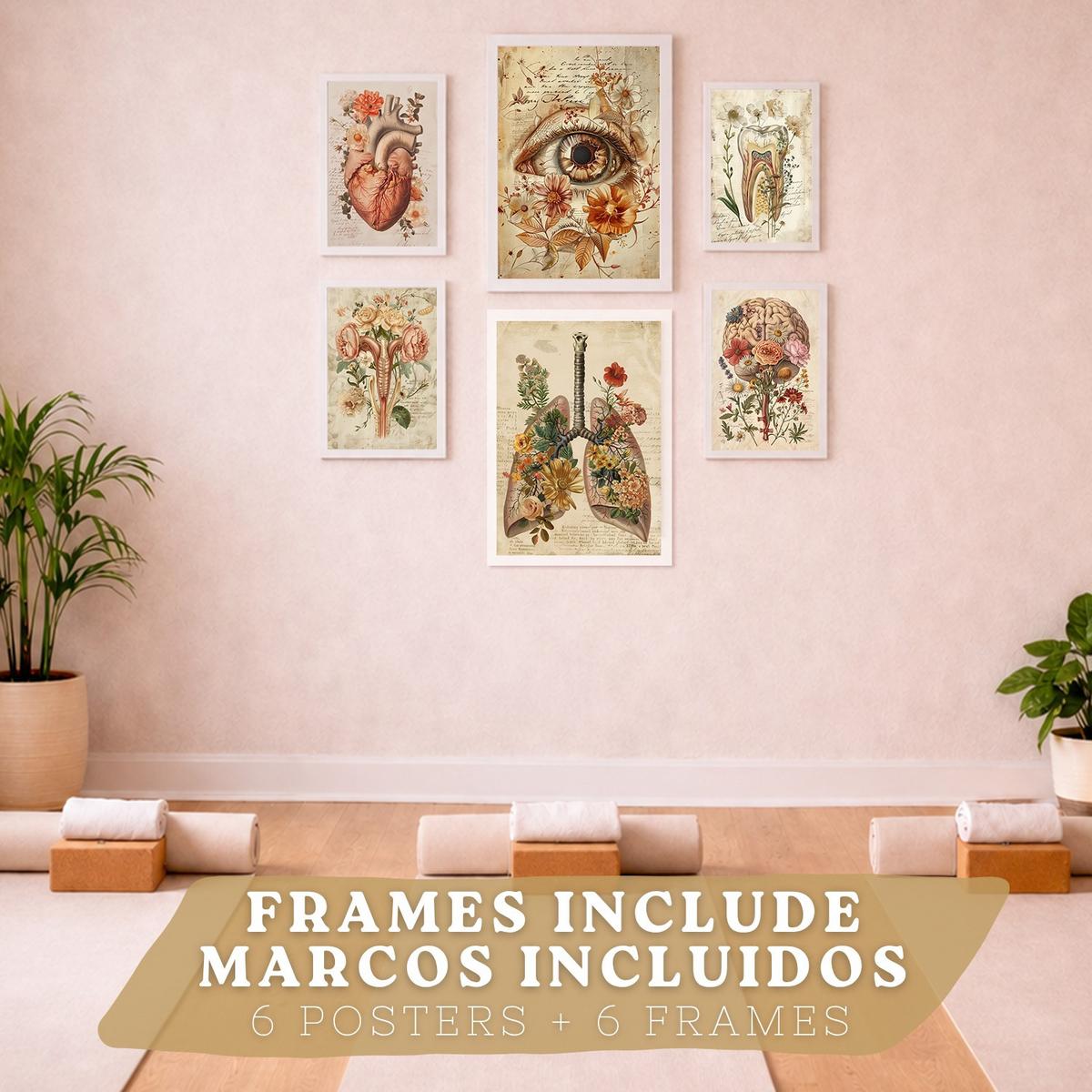 POSTER Kollektion aus 6 Anatomie Drucke und mit Herz Schädel Lungen Nieren und Gehirn Pergament Hintergrund dekoration Größe Weißer Rahmen A3 & A4 - Weiß, Papier (29.7/42/3cm) - Nacnic