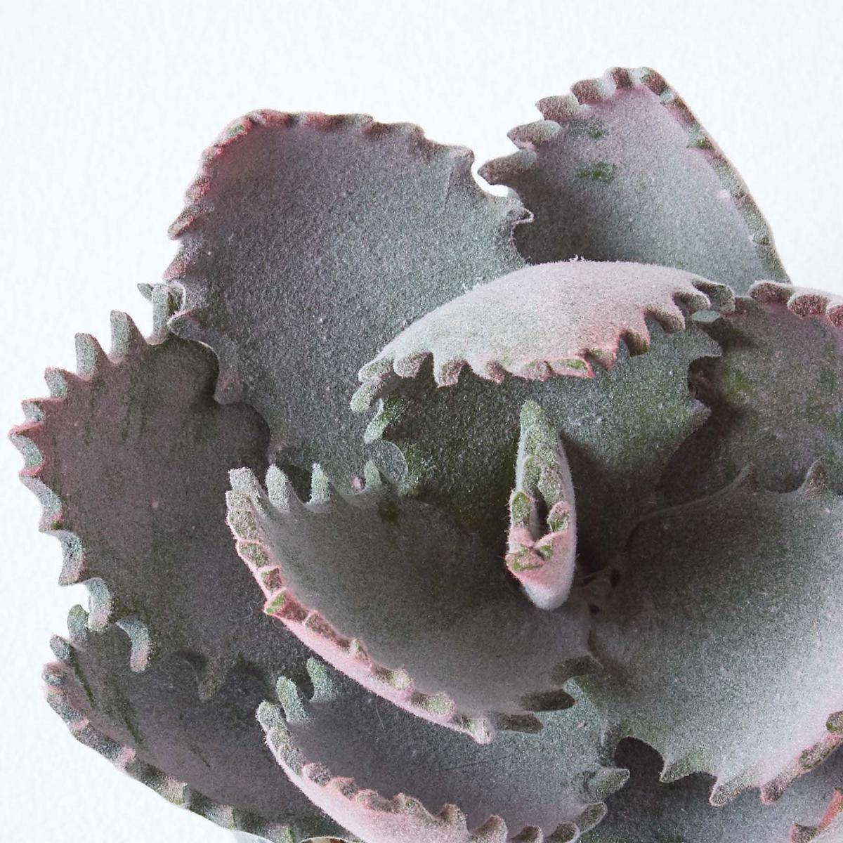 KUNSTPFLANZE Aloe vera im Deko-Topf, 21 cm - Grün, Kunststoff (21cm) - Homescapes