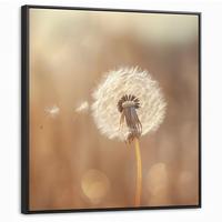 LEINWAND Bilder mit Rahmen - Löwenzahn - Beige - Natur - Blume - 90x90 - Hellbraun, Textil (90/90cm) - MuchoWow