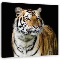WANDBILD tiger wildtiere natur - Orange, Textil (30/30cm) - Feeby
