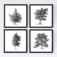 POSTER Set mit 4 Blättern der Bäume ohne Blüten weiß 30x30 cm Rahmenlos - Klar, Papier (30/3cm) - Nacnic