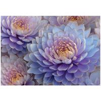 FOTOTAPETE Blumen Pfingstrosen Lila 250x175 cm - Multicolor, Papier (250/175cm) - Wallarena