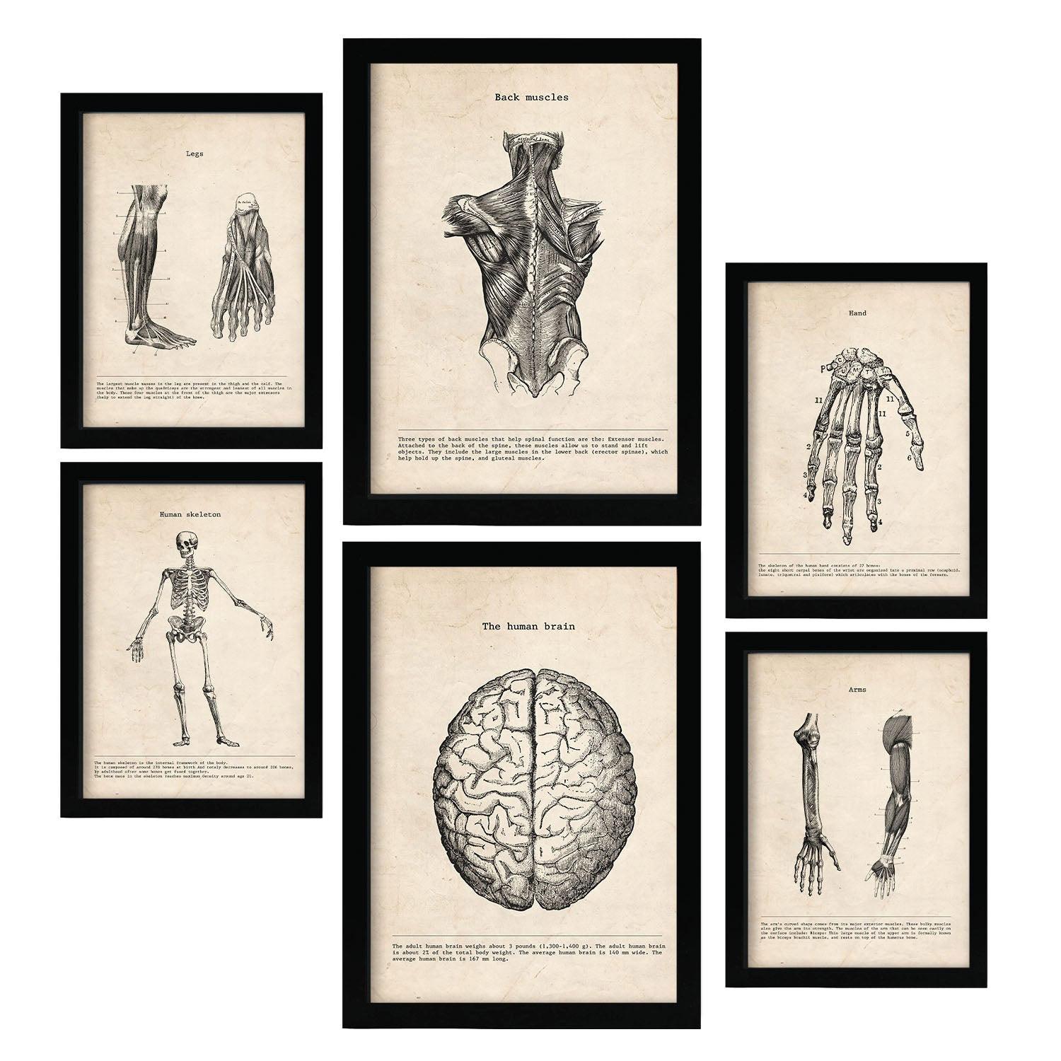 POSTER Set Mit 6 Gliedmaßen & Gehirn Medizinische Illustrationen Im Vintage Von Anatomie, Körperteilen, Knochen & Muskeln A3 & A4 Schwarzer Rahmen - Schwarz, Papier (29/3cm) - Nacnic