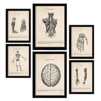POSTER Set Mit 6 Gliedmaßen & Gehirn Medizinische Illustrationen Im Vintage Von Anatomie, Körperteilen, Knochen & Muskeln A3 & A4 Schwarzer Rahmen - Schwarz, Papier (29/3cm) - Nacnic
