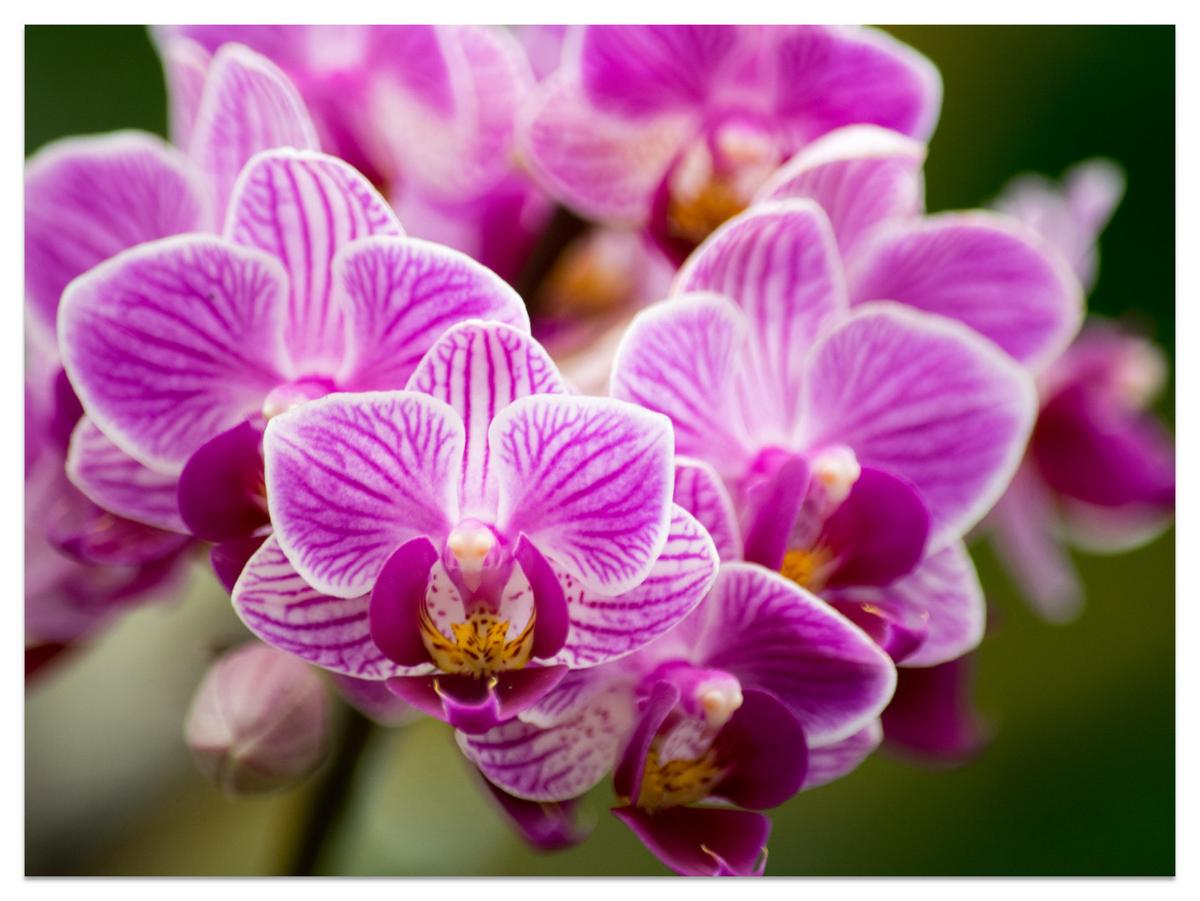 FOTOTAPETE für Wohnzimmer Violetter Orchideenstrauß Blumen 100x70 - Violett/Rosa, Papier (100/70cm) - Muralo