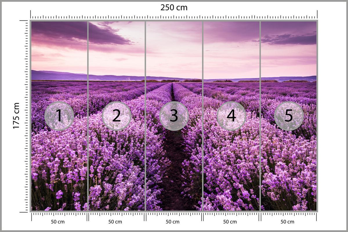 FOTOTAPETE für Schlafzimmer Lila Lavendel Wiese Harmonisch Romantisch 250x175 - Violett/Lila, Papier (250/175cm) - Muralo