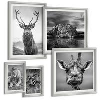 BILDER SET 5er Set - 50x50 cm & 20x30 cm & 40x60 cm Silberner Rahmen - Wildtiere Löwe Jaguar Giraffe Zebras - Silberfarben, Kunststoff (40/60cm) - TULUP