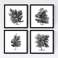 POSTER Set mit 4 Blättern der Laubbäume weiß 20x20cm Schwarzer Rahmen - Schwarz, Papier (20/3cm) - Nacnic