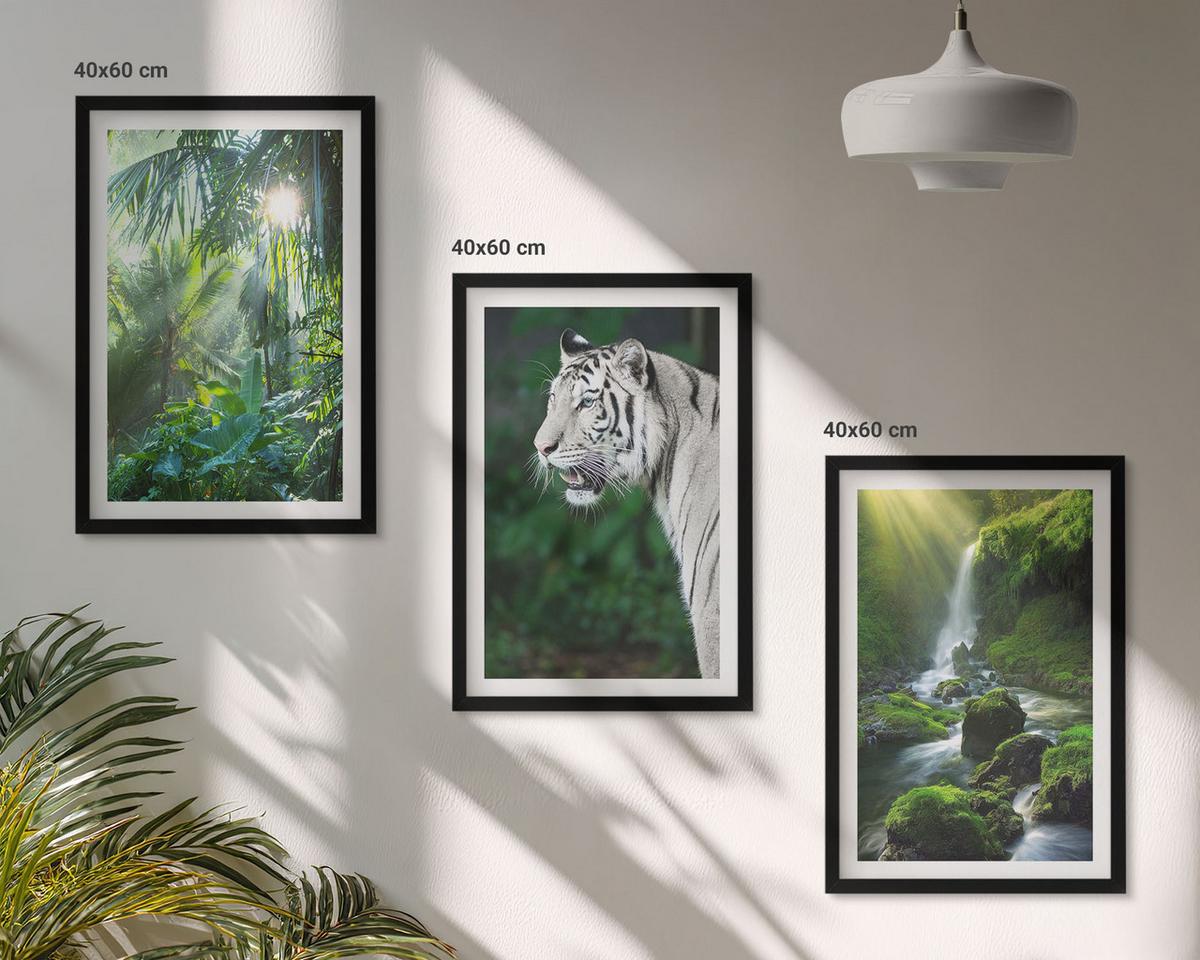 BILDER SET 3er Set - 40x60 cm Schwarzer Rahmen - Dschungeltigerwasserfall - Schwarz, Kunststoff (40/60cm) - TULUP
