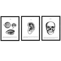 POSTER Set Mit 3 Anatomie Kopfbereich A4 Rahmenlos - Klar, Papier (29.7/5/21cm) - Nacnic
