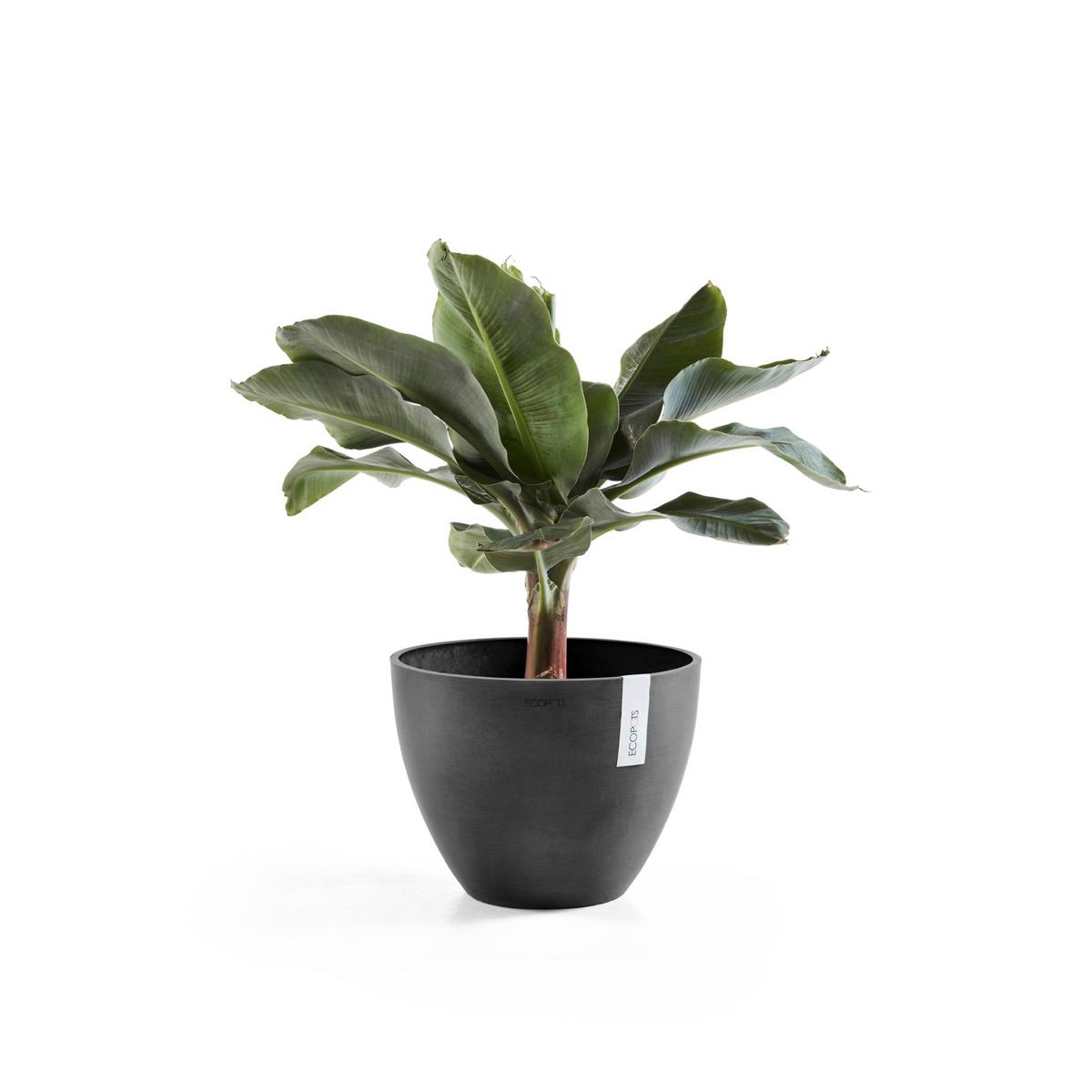 BLUMENTOPF Antwerp 49,3/37 cm Dunkelgrau - Dunkelgrau, Kunststoff (50/38.8cm) - Ecopots