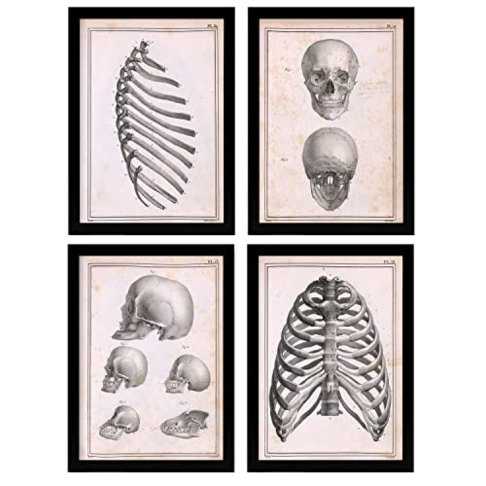 POSTER Set mit 4 Anatomie von Knochen, Rippen und Kopf A3 Schwarzer Rahmen - Schwarz, Papier (29.7/3cm) - Nacnic