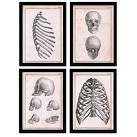 POSTER Set mit 4 Anatomie von Knochen, Rippen und Kopf A3 Schwarzer Rahmen - Schwarz, Papier (29.7/3cm) - Nacnic