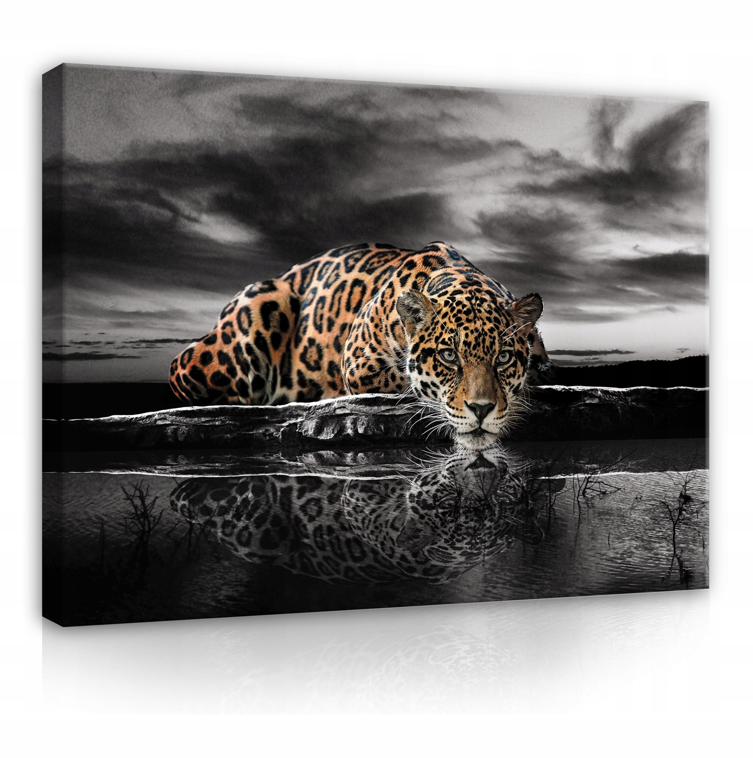 LEINWAND BILDER Tiger Tiere 100x70 - Multicolor, Holzwerkstoff (100/70cm) - Wallarena