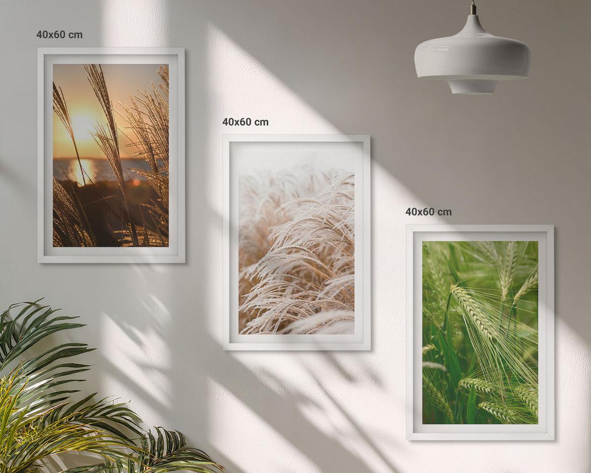 BILDER SET 3er Set - 40x60 cm Weißer Rahmen - Gräser farbenfrohe Natur - Weiß, Kunststoff (40/60cm) - TULUP