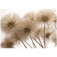 FOTOTAPETE Löwenzahn Boho Braun 150x105 cm - Multicolor, Papier (150/105cm) - Wallarena