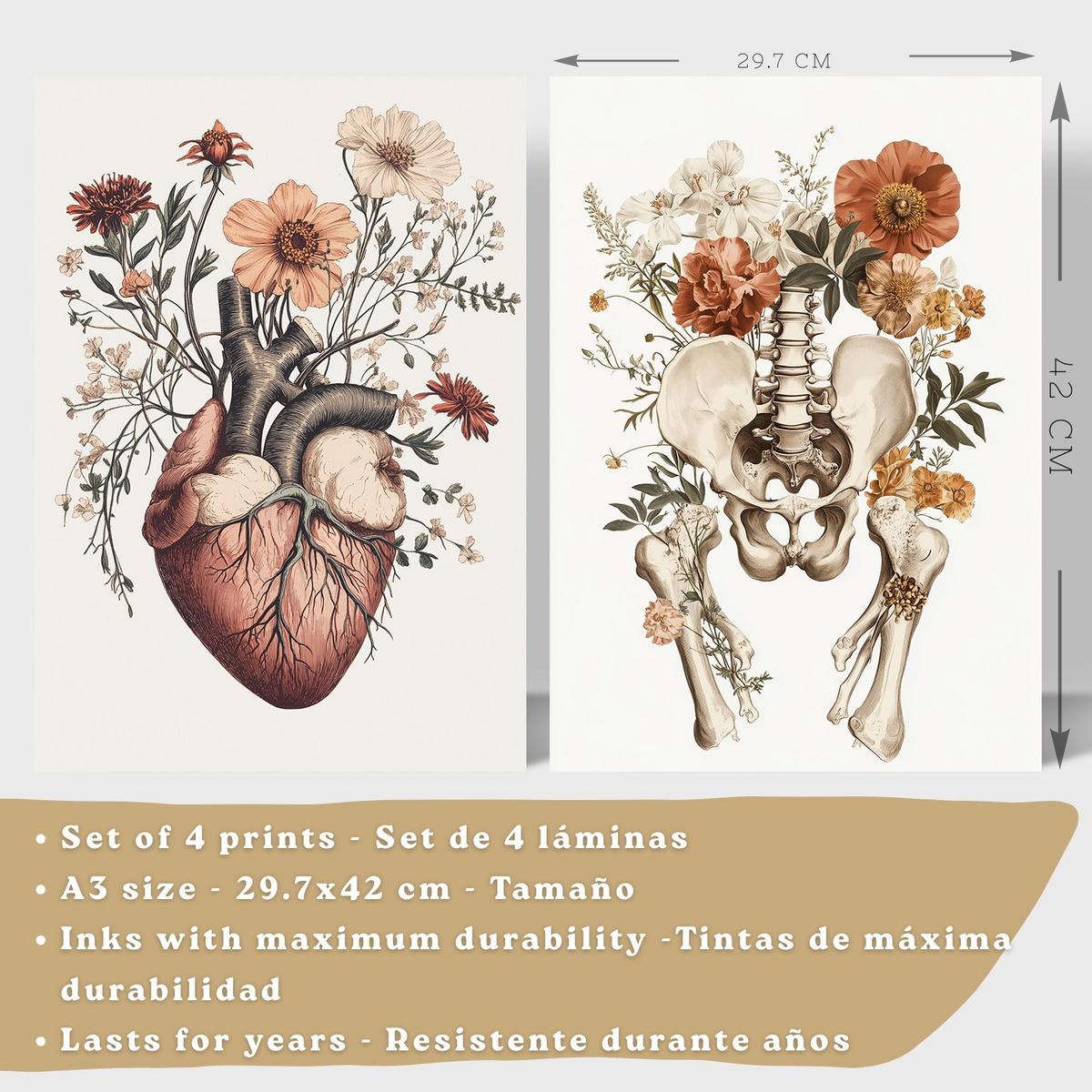 POSTER Set aus 4 Anatomie Drucke und Wandbilder mit Herz Nieren Schädel und Becken Botanischer Stil Wanddekoration Größe Leichter Holzrahmen A3 - Beige, Papier (29.7/42/3cm) - Nacnic