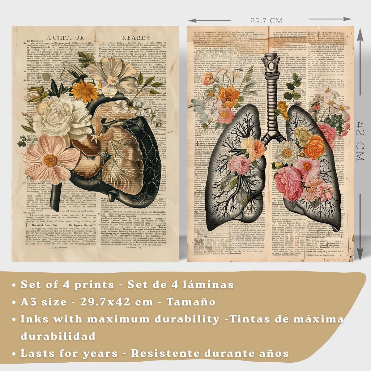 POSTER Set aus 4 Anatomie Drucke und Wandbilder mit Leber Lungen Atmungssystem Skelett Schädel Wirbelsäule Zeitungsstil Größe Leichter Holzrahmen A3 - Beige, Papier (29.7/42/3cm) - Nacnic