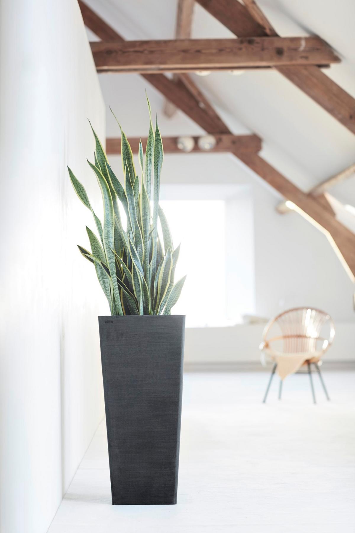 BLUMENTOPF Rotterdam High 32,7/32,7/70,5 cm Dunkelgrau - Dunkelgrau, Kunststoff (32.7/70.5cm) - Ecopots