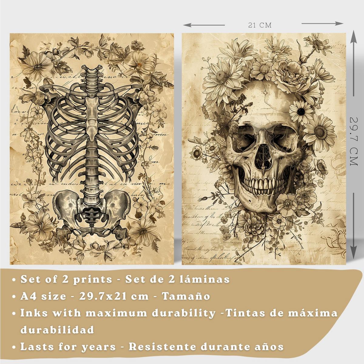 POSTER Set aus 2 Anatomie Mensch Drucke und Wandbilder mit Schädel Wirbelsäule Rippen Becken Klassisches Vintage Design Größe Leichter Holzrahmen A4 - Beige, Papier (21/29.7/3cm) - Nacnic
