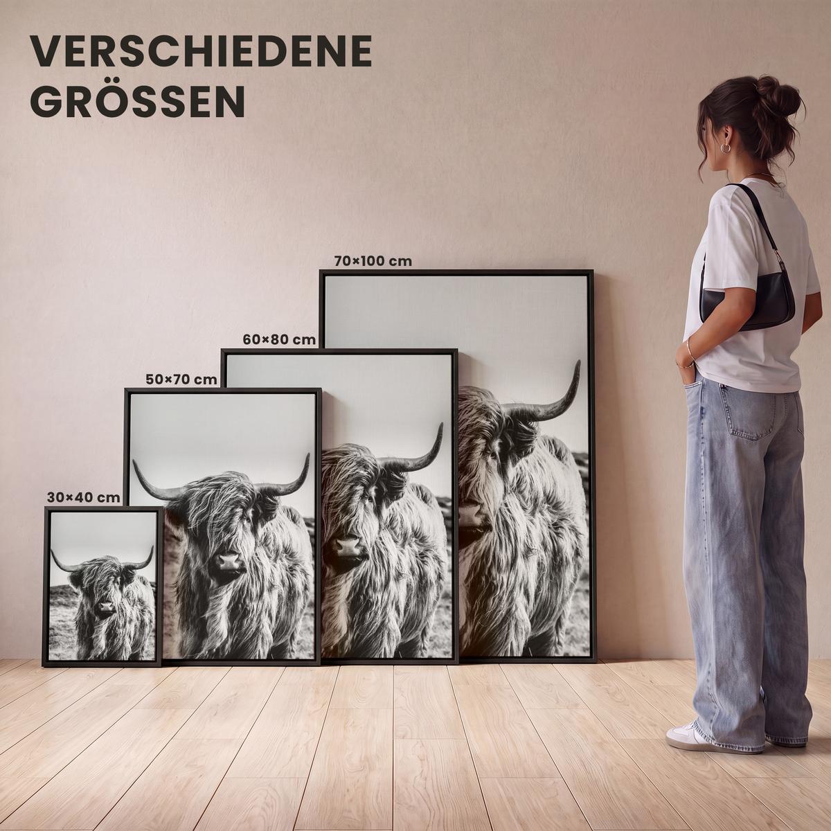 LEINWAND Bilder mit Rahmen - Kuh - Schottischer Hochländer - Schwarz - Weiß - Tier - Natur - Wildtiere - 50x70 - Schwarz, Textil (50/70cm) - MuchoWow