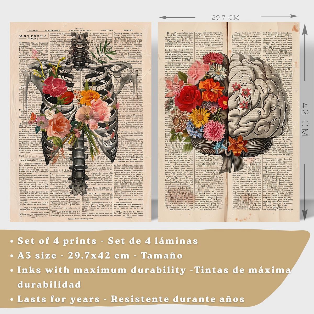 POSTER Set aus 4 Vintage Anatomie Drucke und Wandbilder mit Herz Schädel Skelett und Gehirn Collage Stil Wanddekoration Größe Leichter Holzrahmen A3 - Beige, Papier (29.7/42/3cm) - Nacnic