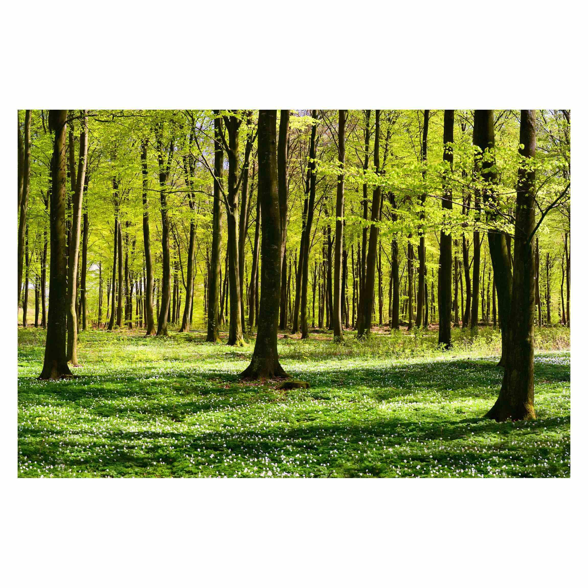 FOTOTAPETE Waldwiese 336/225 cm - Grün, Papier (336/225cm) - Bilderwelten