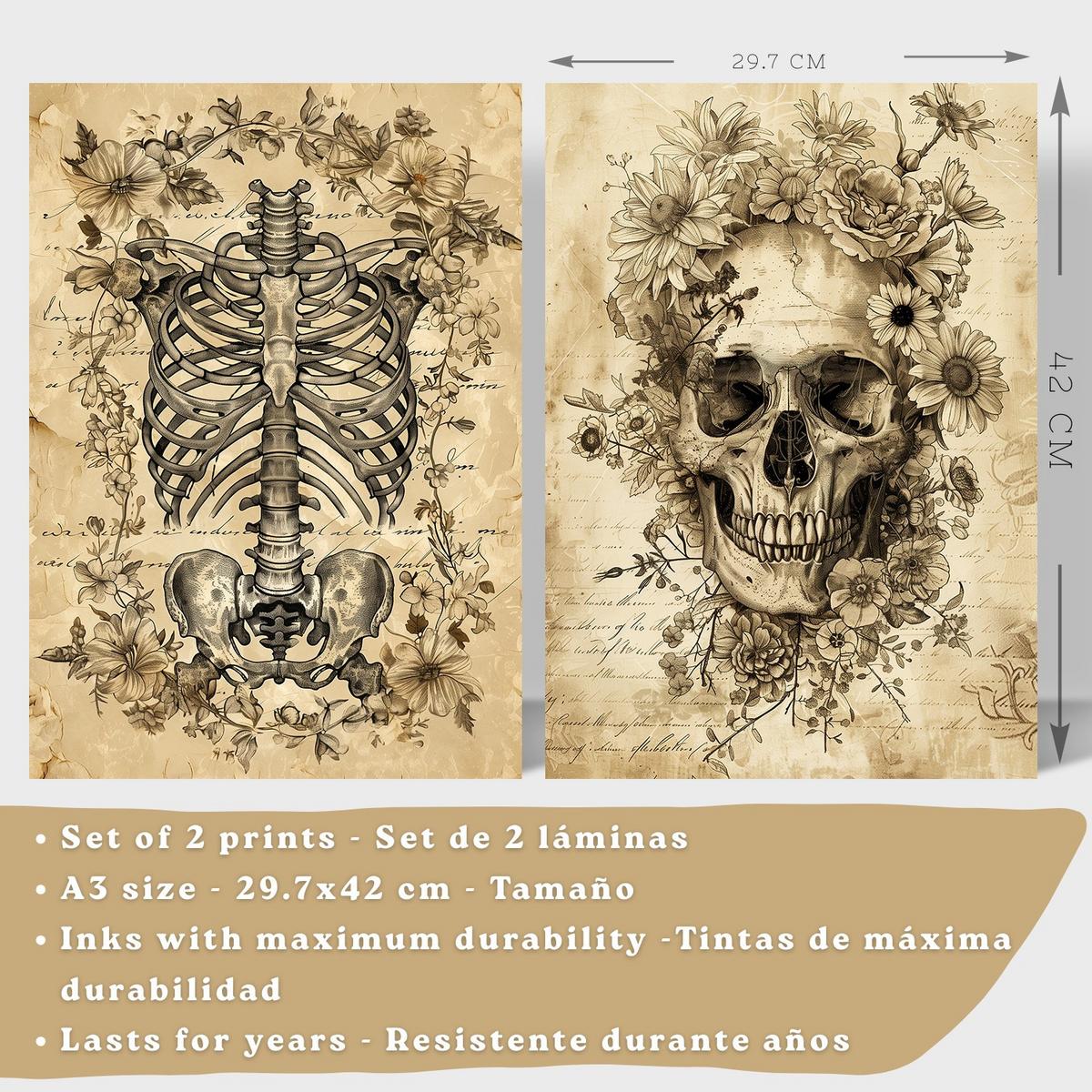 POSTER Set aus 2 Anatomie Mensch Drucke und Wandbilder mit Schädel Wirbelsäule Rippen Becken Klassisches Vintage Design Größe Schwarzer Rahmen A3 - Schwarz, Papier (29.7/42/3cm) - Nacnic