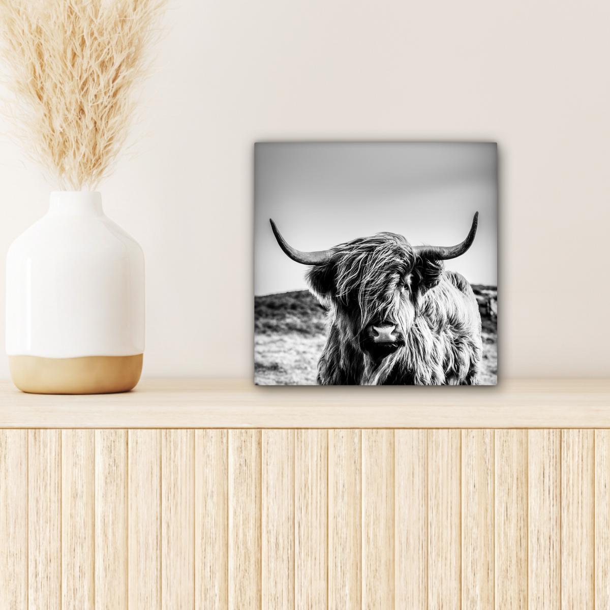 LEINWANDBILD Kuh - Schottischer Hochländer - Schwarz - Weiß - Tier - Natur - Wildtiere Deko Wohnzimmer 20x20 cm - Schwarz, Textil (20/20cm) - MuchoWow