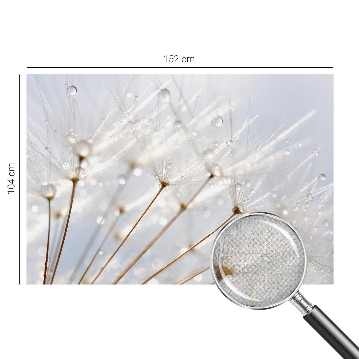 FOTOTAPETE 152x104 cm - Rosafarbener Löwenzahn - Weiß, Textil (152/104cm) - Wallfluent