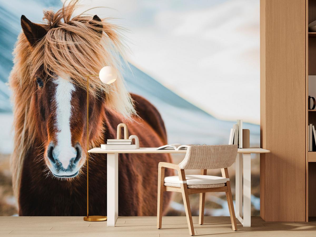 FOTOTAPETE für Schlafzimmer Isländisches Wildpferd Portrait Wiese 100x70 - Beige/Braun, Papier (100/70cm) - Muralo