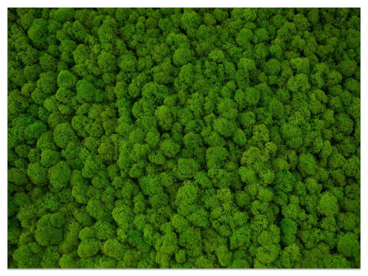FOTOTAPETE für Jugendzimmer Dekorativer Grüner Moos Modern 150x105 - Grün, Papier (150/105cm) - Muralo