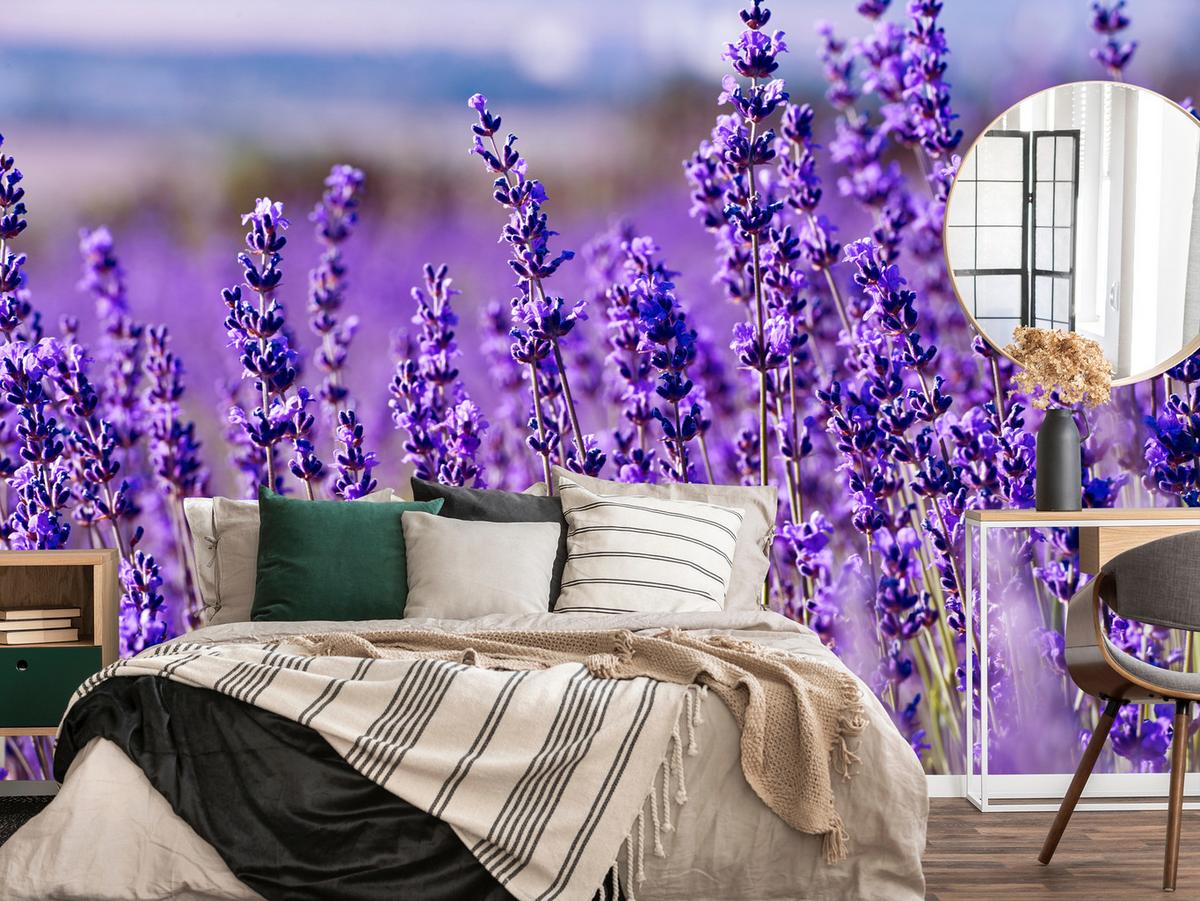 FOTOTAPETE für Schlafzimmer Lavendelfeld Blüten Provence 150x105 - Violett, Papier (150/105cm) - Muralo