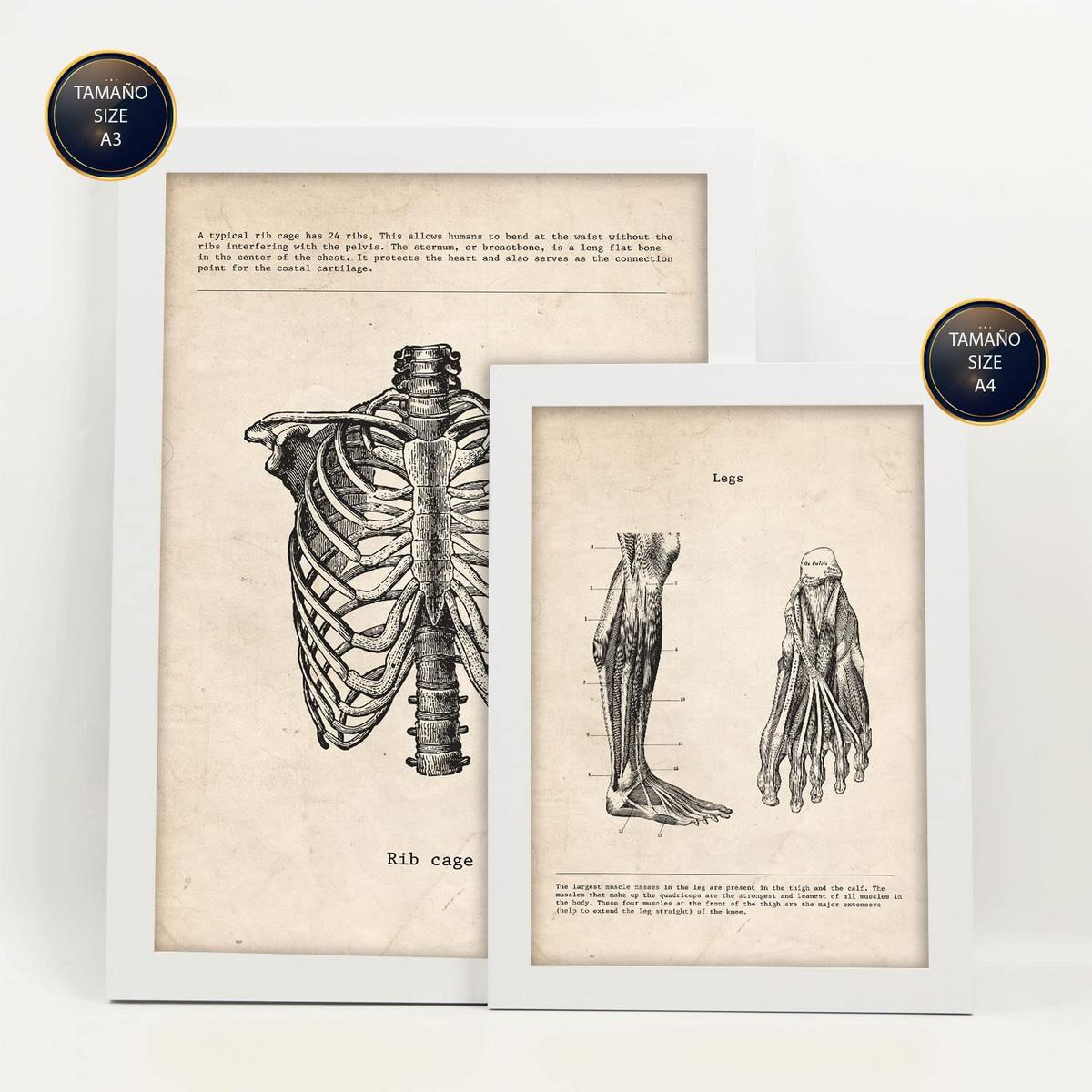 POSTER Set Mit 6 Von Kopf Bis Fuß Medizinische Illustrationen Im Vintage Stil Von Anatomie, Körperteilen, Knochen Und Muskeln A3 & A4 Weißer Rahmen - Weiß, Papier (29/3cm) - Nacnic
