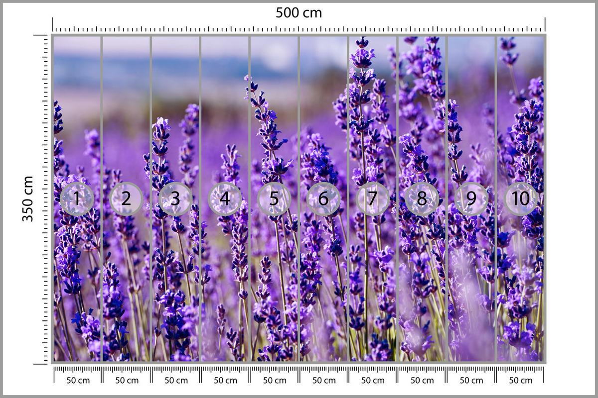 FOTOTAPETE für Schlafzimmer Lavendelfeld Blüten Provence 500x350 - Violett, Papier (500/350cm) - Muralo