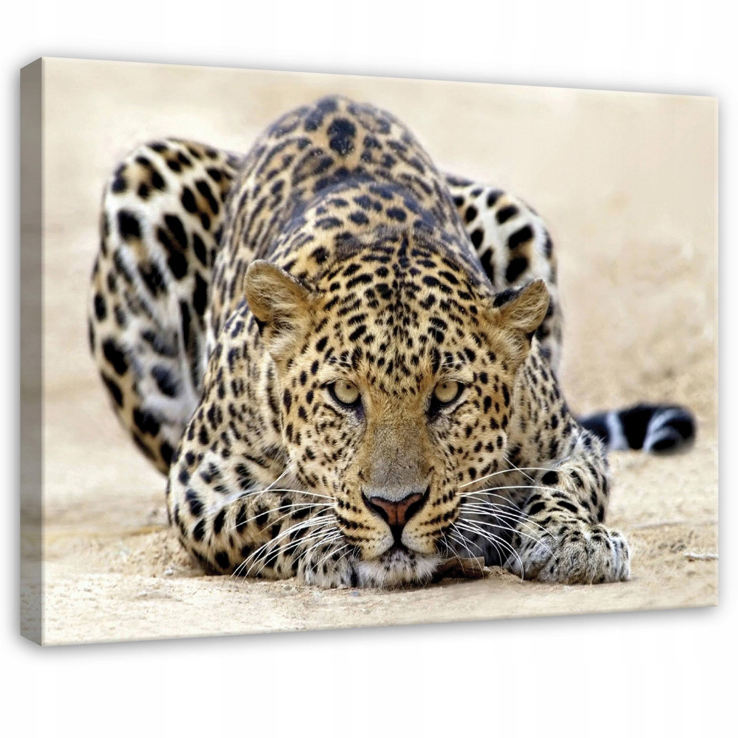 LEINWANDBILD Lampard Tiere Beige 100x70 cm - Multicolor, Holzwerkstoff (100/70cm) - Wallarena