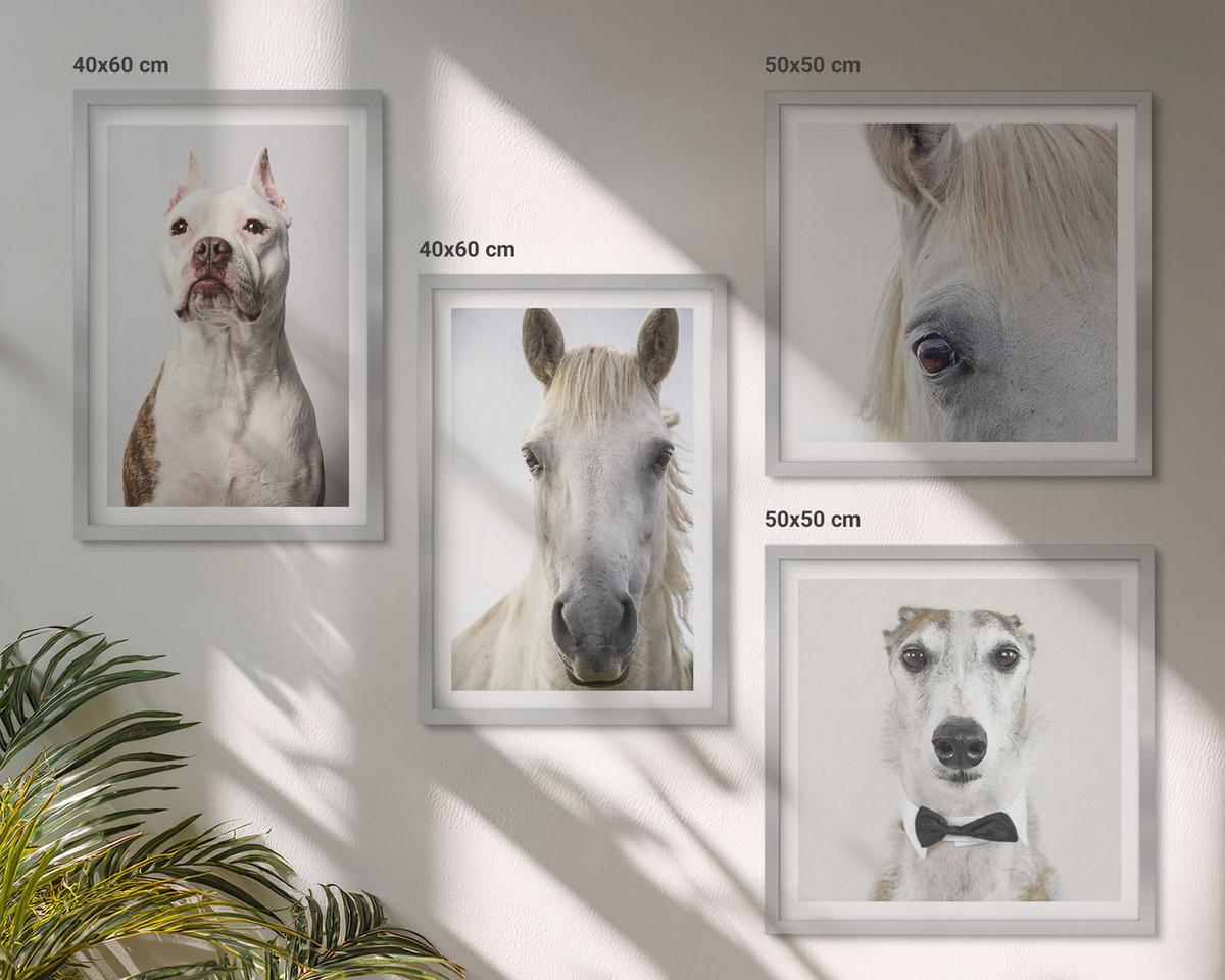 BILDER SET 4er Set - 50x50 cm & 40x60 cm Silberner Rahmen - Elegante Porträts von Hunden und Pferden - Silberfarben, Kunststoff (50/50cm) - TULUP