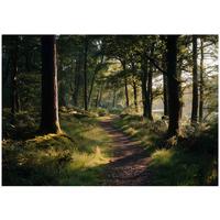 FOTOTAPETE Wald Bäume Grün 400x280 cm - Multicolor, Papier (400/280cm) - Wallarena