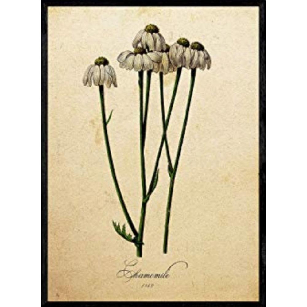 POSTER Kamille. A4 Schwarzer Rahmen - Schwarz, Papier (29.7/5/21cm) - Nacnic