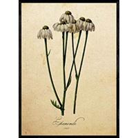 POSTER Kamille. A4 Schwarzer Rahmen - Schwarz, Papier (29.7/5/21cm) - Nacnic