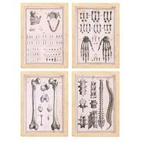 POSTER Set mit 4 Anatomieknochen, Händen, Madivula und Rücken A3 Rahmen aus hellem Holz - Beige, Papier (29.7/3cm) - Nacnic