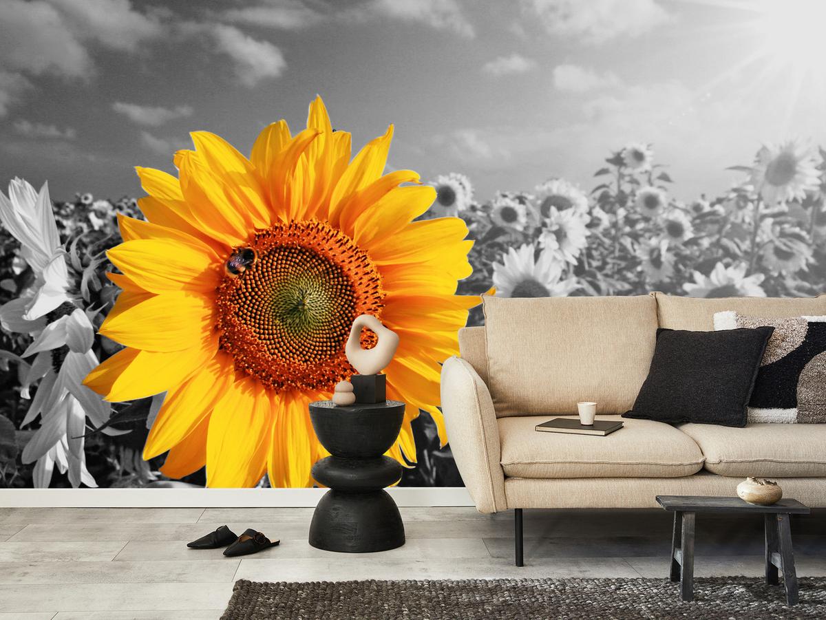 FOTOTAPETE für Küche Gelber Sonnenblume Schwarz-Weiß Hintergrund 450x315 - Gelb/Orange, Papier (450/315cm) - Muralo