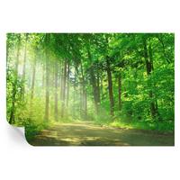 FOTOTAPETE 104x70 cm - Waldweg - Grün, Textil (104/70cm) - Wallfluent