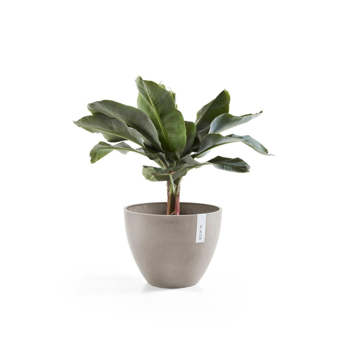 BLUMENTOPF Antwerp 49,3/37 cm Taupe - Taupe, Kunststoff (50/38.8cm) - Ecopots